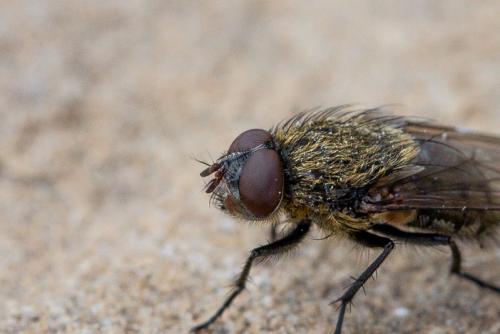 Pollenia sp.